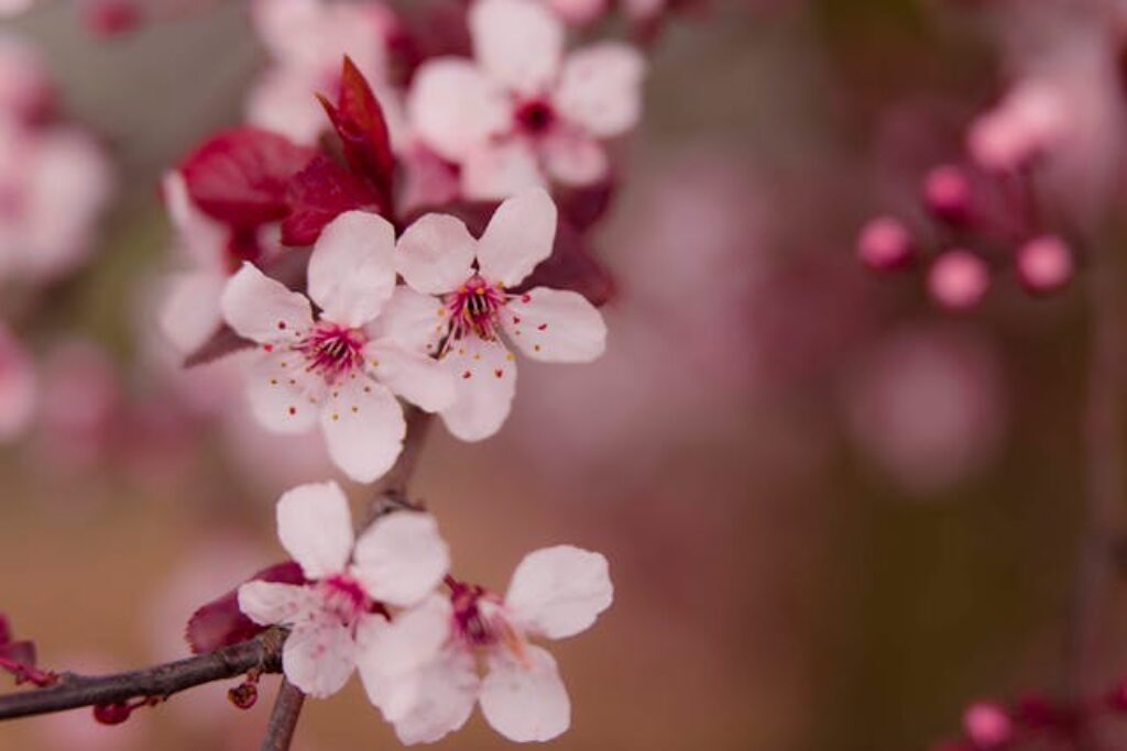 Peach Blossom, Feng Shui